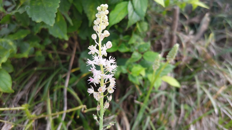 ツルボの花 横浜市旭区今宿南町