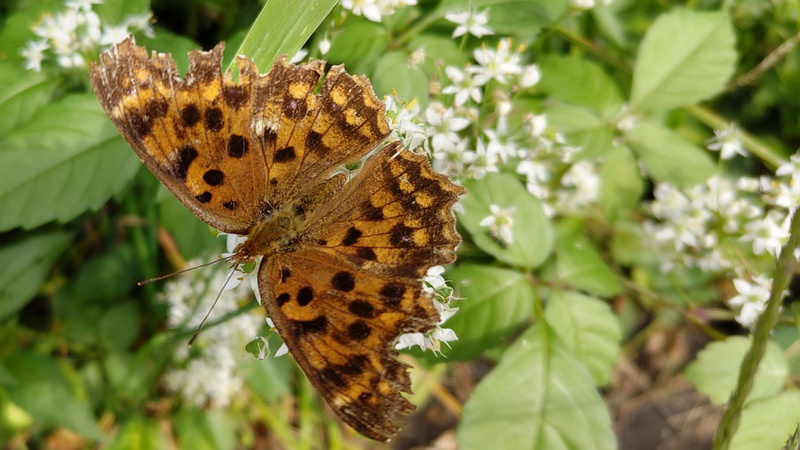 ニラのキタテハ 横浜市旭区今宿南町