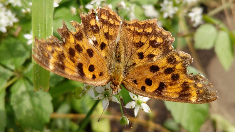 ニラのキタテハ 横浜市旭区今宿南町
