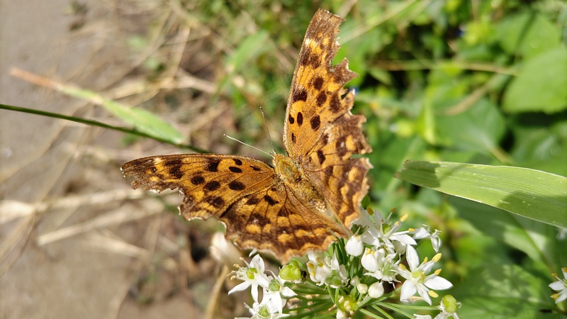 ニラのキタテハ 横浜市旭区今宿南町