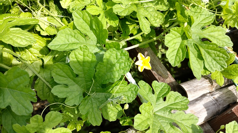 ニガウリの花 横浜市旭区今宿南町