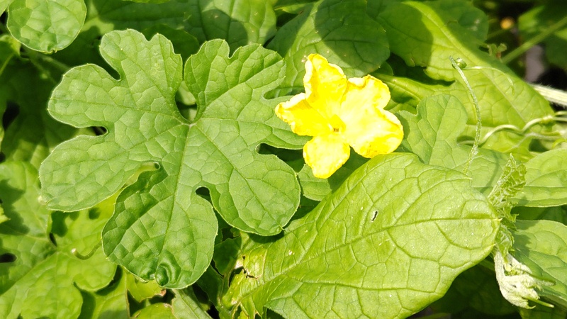ニガウリの花 横浜市旭区今宿南町