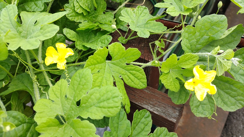 ニガウリの花 横浜市旭区今宿南町