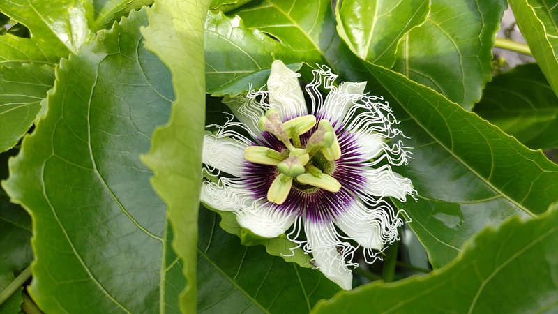 トケイソウの花 横浜市旭区今宿南町