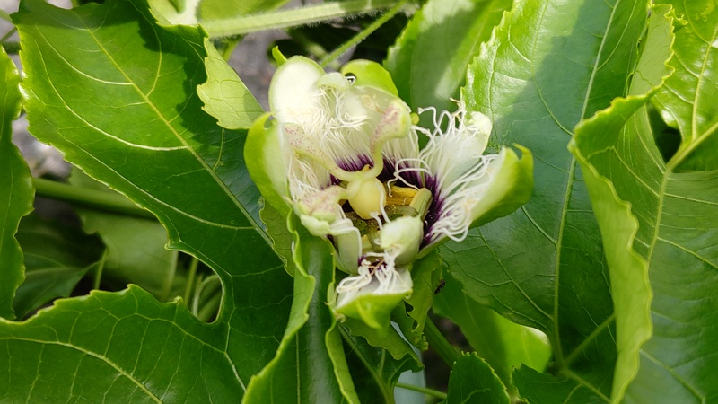 トケイソウの花 横浜市旭区今宿南町