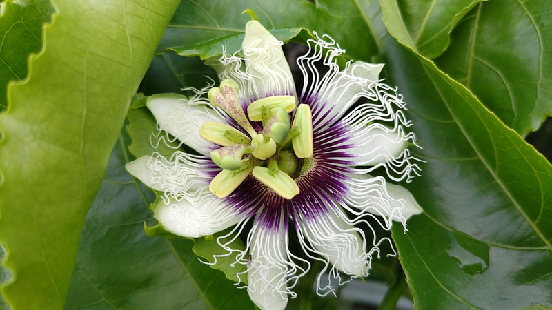 トケイソウの花 横浜市旭区今宿南町