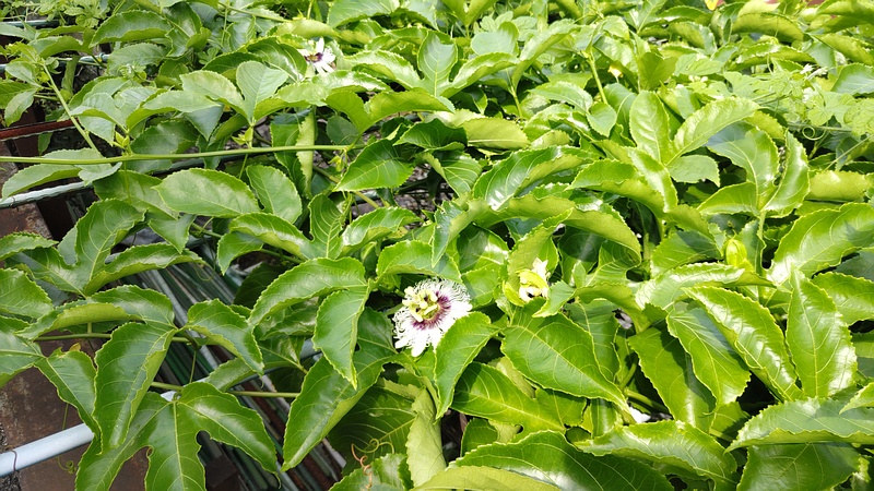 トケイソウの花 横浜市旭区今宿南町