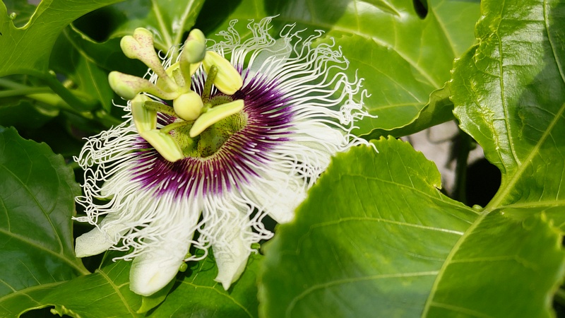 トケイソウの花 横浜市旭区今宿南町