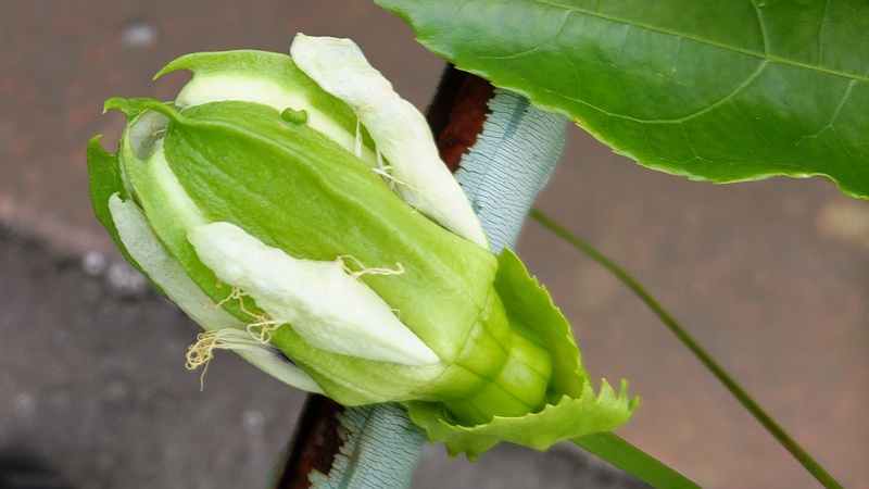 トケイソウの蕾 横浜市旭区今宿南町