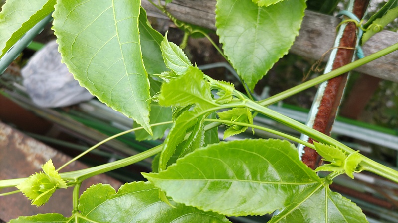 トケイソウ 横浜市旭区今宿南町