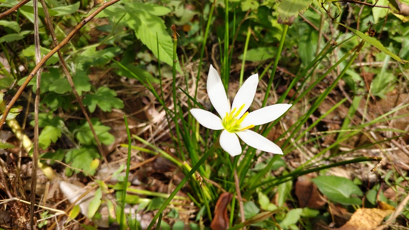タマスダレの花 横浜市旭区今宿南町
