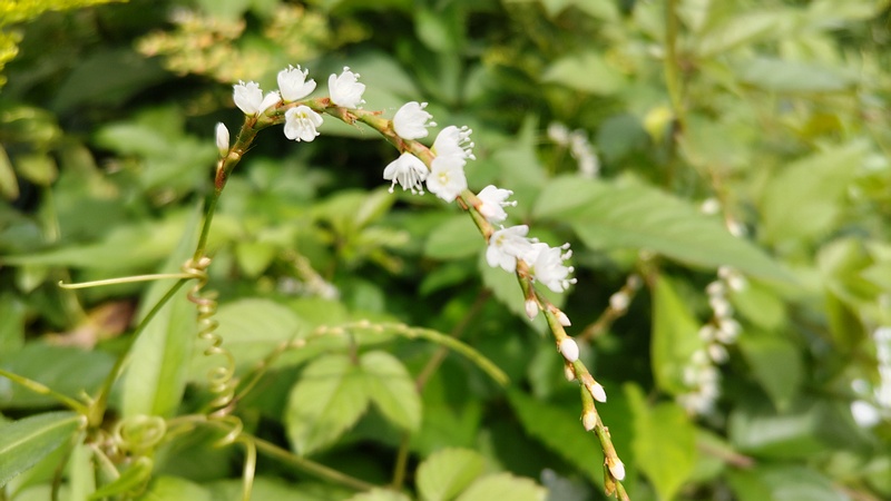 シロバナサクラタデの花 横浜市旭区今宿南町