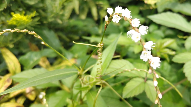 シロバナサクラタデの花 横浜市旭区今宿南町