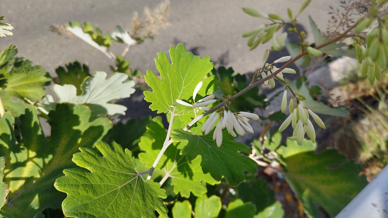 タケニグサの蕾 横浜市旭区今宿南町