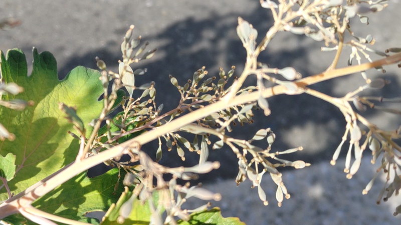 タケニグサの花後 横浜市旭区今宿南町