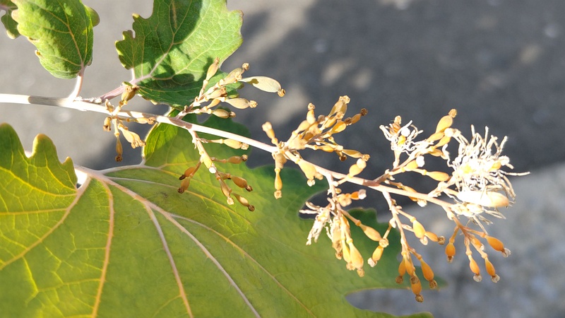 タケニグサの花 横浜市旭区今宿南町