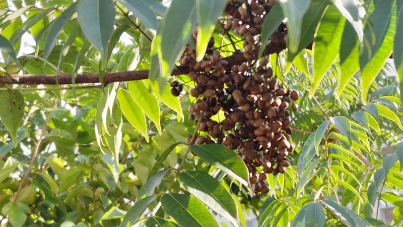 ハゼノキの果実 横浜市旭区今宿東町