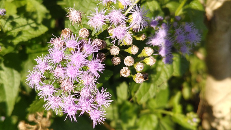 アオバナフジバカマの花 横浜市旭区鶴ヶ峰本町