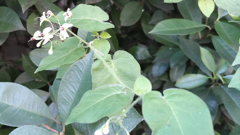 ヒヨドリジョウゴの花 横浜市旭区鶴ヶ峰本町