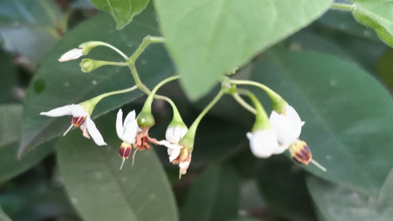 ヒヨドリジョウゴの花 横浜市旭区鶴ヶ峰本町