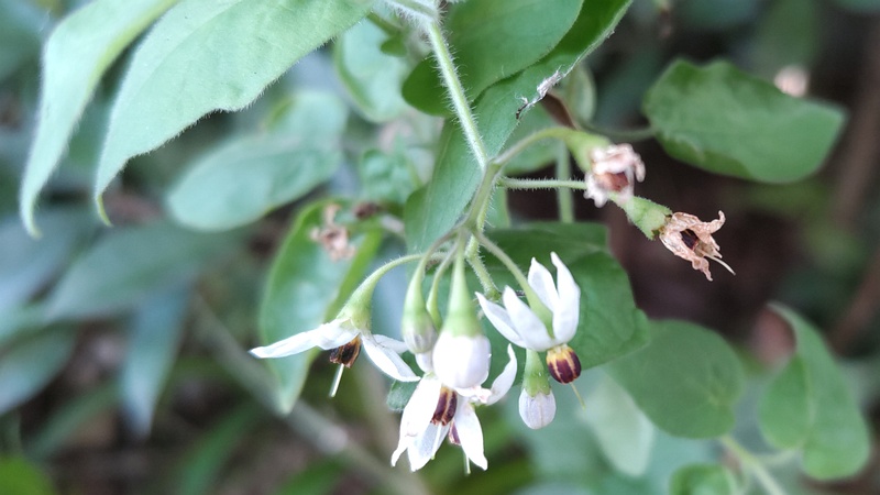 ヒヨドリジョウゴの花 横浜市旭区鶴ヶ峰本町