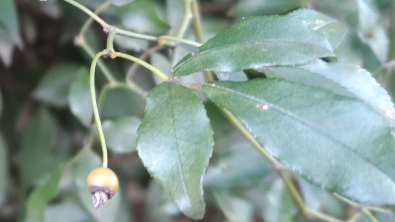 モッコウバラの若い果実 横浜市旭区鶴ヶ峰本町
