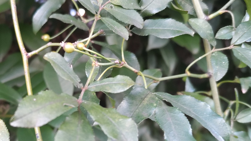 モッコウバラの若い果実 横浜市旭区鶴ヶ峰本町