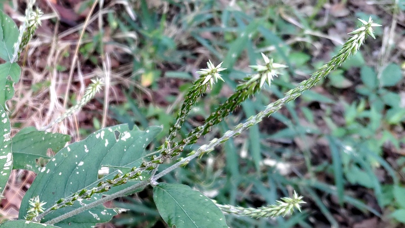 イノコヅチの花 川崎市幸区さいわいふるさと公園