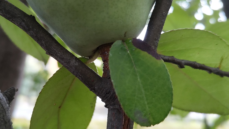 カリンの果実 川崎市幸区さいわいふるさと公園
