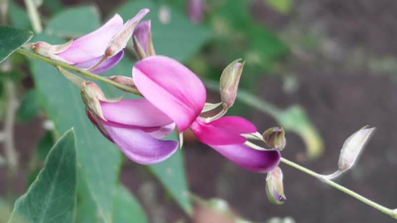アレチヌスビトハギの花 川崎市幸区さいわいふるさと公園