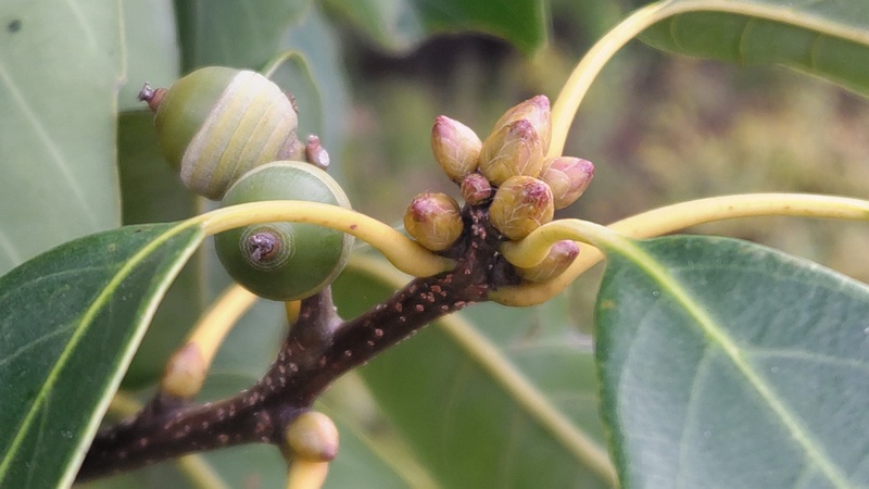 アラカシの冬芽と若い芽 川崎市幸区さいわいふるさと公園