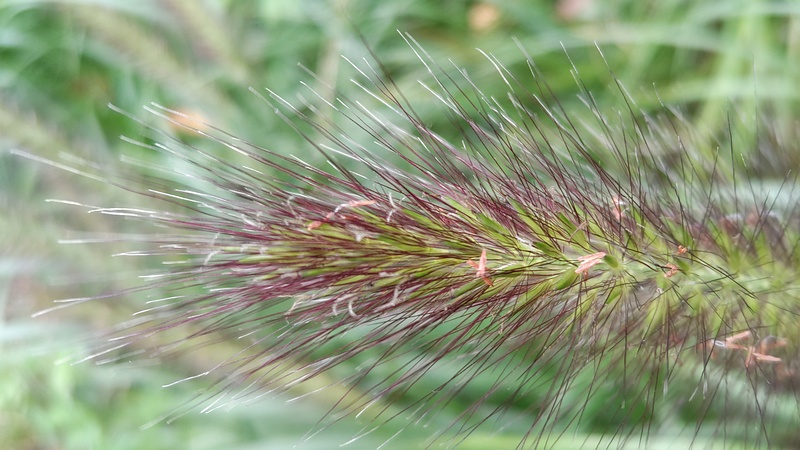 チカラシバの穂 川崎市幸区さいわいふるさと公園