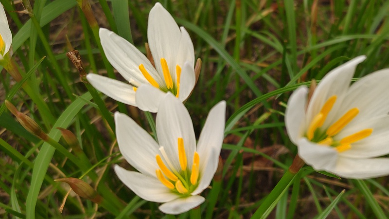 タマスダレの花 川崎市幸区さいわいふるさと公園