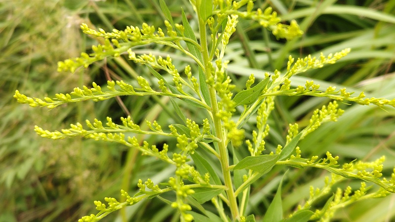 セイタカアワダチソウの蕾 川崎市幸区さいわいふるさと公園