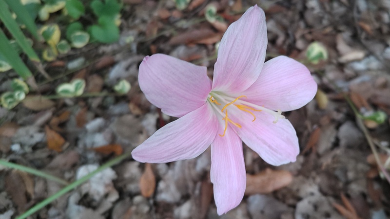 サフランモドキの花 川崎市幸区さいわいふるさと公園