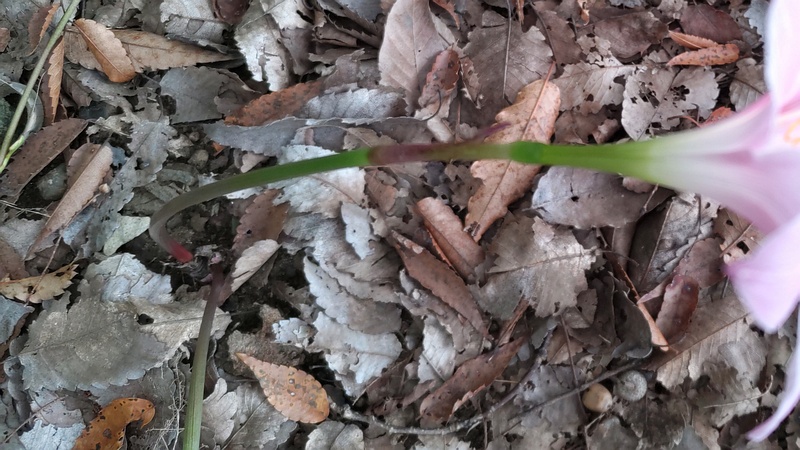 サフランモドキの花 川崎市幸区さいわいふるさと公園