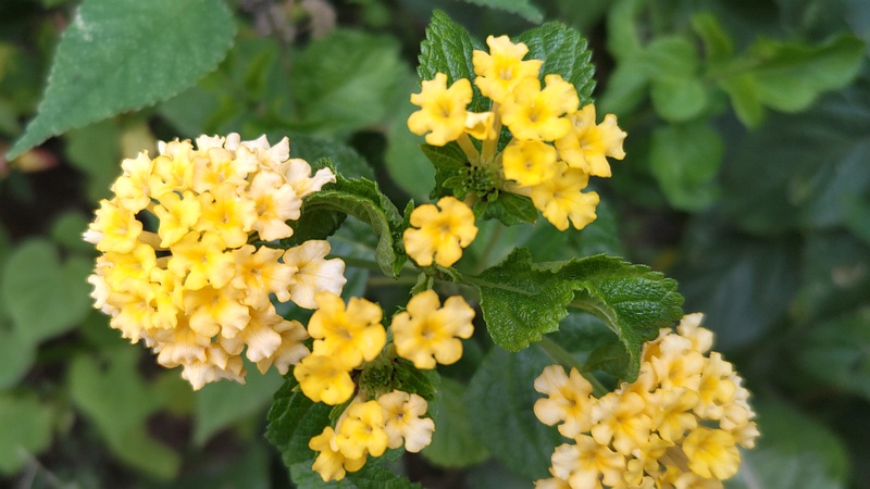 ランタナの花 横浜市旭区中希望が丘