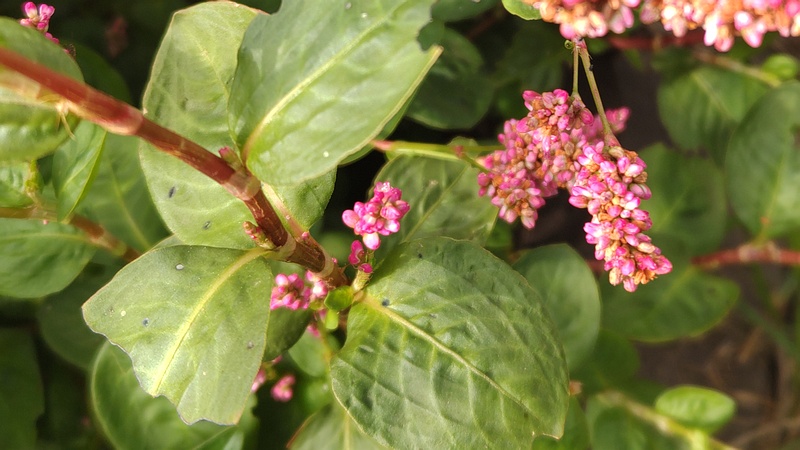 オオケタデの花 川崎市幸区さいわいふるさと公園