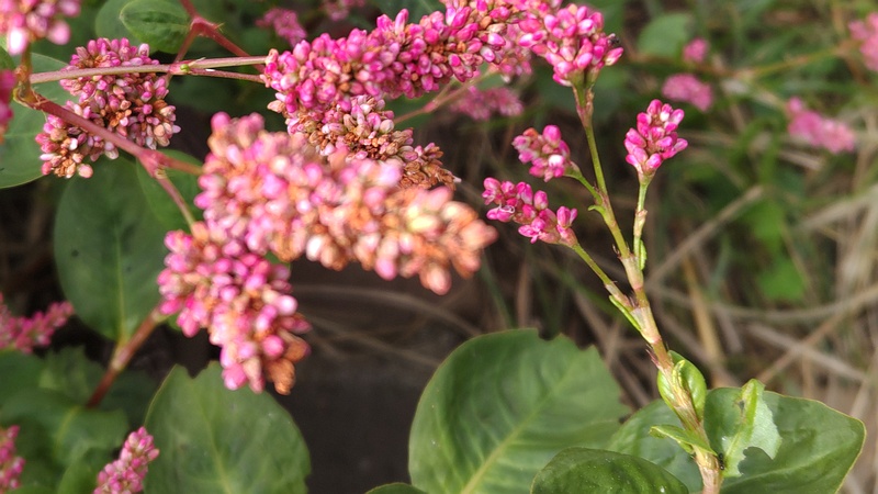 オオケタデの花 川崎市幸区さいわいふるさと公園