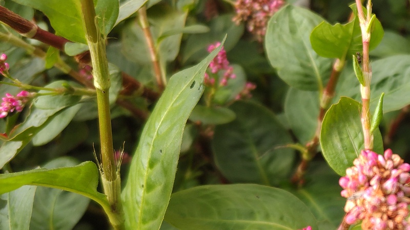 オオケタデの花 川崎市幸区さいわいふるさと公園