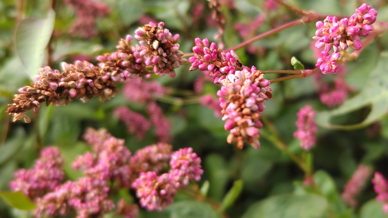 オオケタデの花 川崎市幸区さいわいふるさと公園