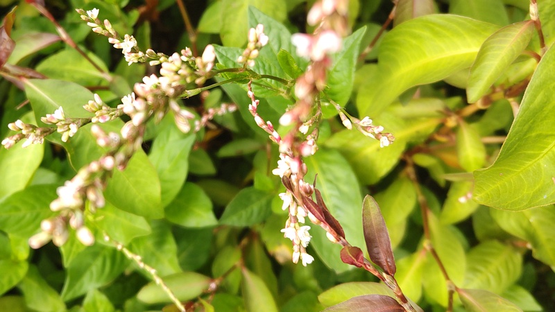 タデアイの花 川崎市幸区さいわいふるさと公園