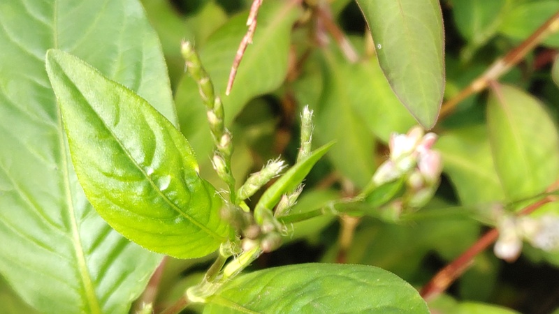 タデアイの蕾 川崎市幸区さいわいふるさと公園