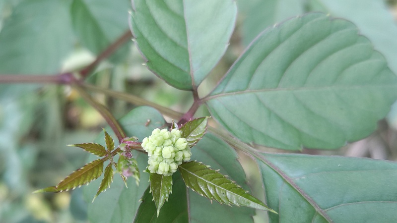 ヤブガラシの蕾 横浜市旭区鶴ヶ峰本町