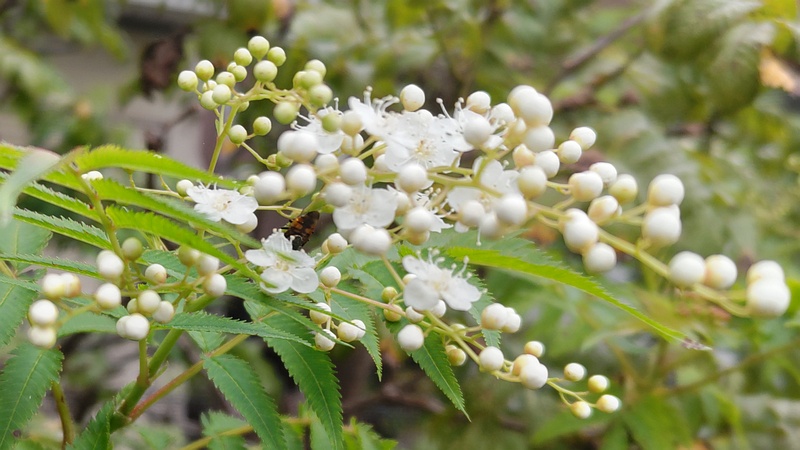 ホザキナナカマドの花 横浜市旭区鶴ヶ峰本町