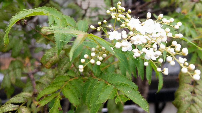 ホザキナナカマドの花 横浜市旭区鶴ヶ峰本町