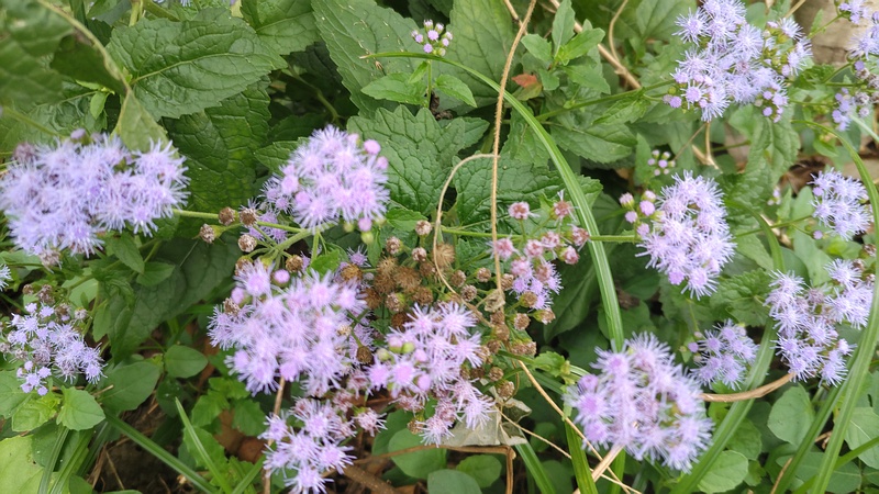 アオバナフジバカマの花 横浜市旭区鶴ヶ峰本町