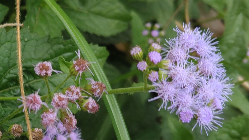 アオバナフジバカマの花 横浜市旭区鶴ヶ峰本町