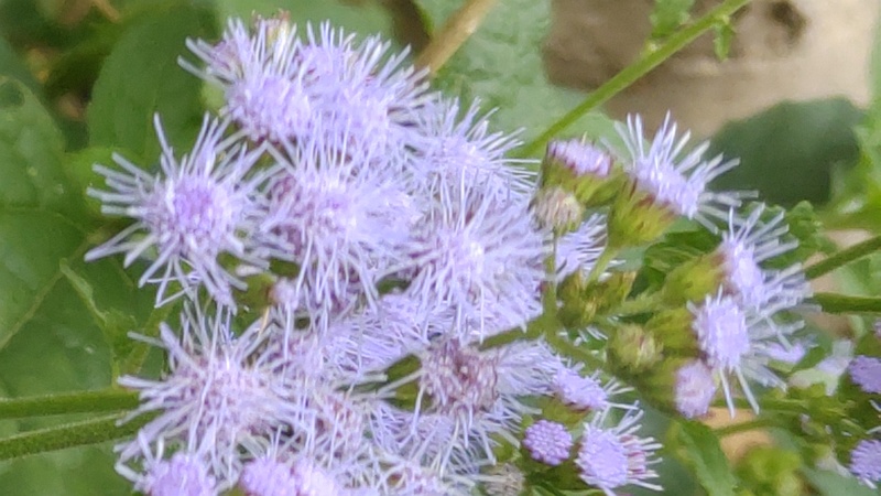 アオバナフジバカマの花 横浜市旭区鶴ヶ峰本町