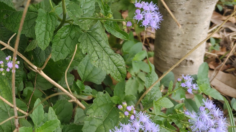 アオバナフジバカマの花 横浜市旭区鶴ヶ峰本町